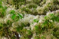 Tassel Tree