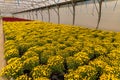 Flowers production and cultivation