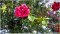 Flowers on the promenade of Belagio, Como, Italy