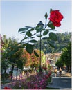 Flowers on the promenade of Belagio, Como, Italy