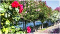 Flowers on the promenade of Belagio, Como, Italy