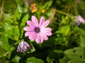 Flowers on the promenade Clair de lune in Dinard Royalty Free Stock Photo