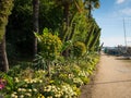 Flowers on the promenade Clair de lune in Dinard Royalty Free Stock Photo