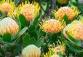 A flowers of a protea