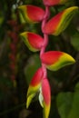 Wild red flower in the mountain