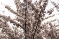 Flowers of prunus yedoensis (cerasus yedoensis)