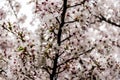 Flowers of prunus yedoensis (cerasus yedoensis) Royalty Free Stock Photo