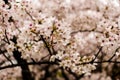 Flowers of prunus yedoensis (cerasus yedoensis)