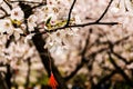 Flowers of prunus yedoensis (cerasus yedoensis)