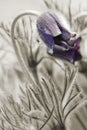 Flowers pulsatilla pratensis on spring meadow