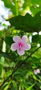 Flowers of the Pulutan plant & x28;Urena lobata& x29; Royalty Free Stock Photo