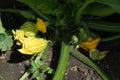 flowers pumpkin orange close-up