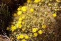 Flowers in the Puna de Atacama, Argentina