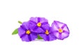 Flowers purple Royalty Free Stock Photo