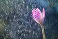 Purple autumn crocus flower colchicum autumnal on the backgrou Royalty Free Stock Photo