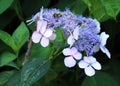 Flowers purple big and small blossoms with bee Royalty Free Stock Photo