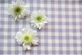 Flowers and purple blanket with spring concept