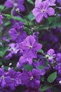 Flowers of purple clematis viticella