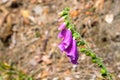 Flowers of purple foxglove Digitalis purpurea Royalty Free Stock Photo