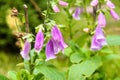 Flowers of purple foxglove Digitalis purpurea Royalty Free Stock Photo