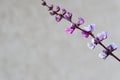 Flowers of Purple Hyacinth Bean (Lablab purpureus)