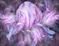 Flowers  purple  irises. Floral vintage background. Petals irises.   Close-up. Royalty Free Stock Photo