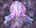Flowers  purple irises. Floral vintage background. Petals irises.   Close-up. Royalty Free Stock Photo