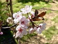 Purple leaf Plum flowers in spring Royalty Free Stock Photo