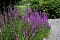 Flowers of Purple Loosestrife in the garden.