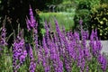 Flowers of Purple Loosestrife in the garden.