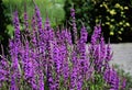 Flowers of Purple Loosestrife in the garden.