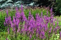 Flowers of Purple Loosestrife in the garden.