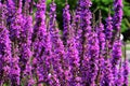 Flowers of Purple Loosestrife in the garden.