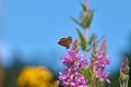 Flowers of purple loosestrife, Lythrum salicaria, spiked loosestrife, purple lythrum,