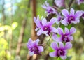 Flowers purple orchid background Royalty Free Stock Photo