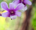 Flowers purple orchid background Royalty Free Stock Photo