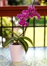flowers of purple orchid an Orchid in pot on a table in the garden Royalty Free Stock Photo