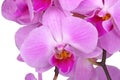 Flowers of a purple Phalaenopsis orchid isolated Royalty Free Stock Photo