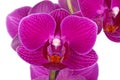 Flowers of a purple Phalaenopsis orchid isolated Royalty Free Stock Photo