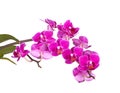 Flowers of a purple Phalaenopsis orchid isolated Royalty Free Stock Photo