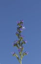 Flowers of the purple viper\'s-bugloss Royalty Free Stock Photo