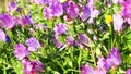 Flowers of purple viper\'s bugloss Royalty Free Stock Photo