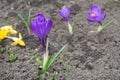 Flowers of purple and yellow Crocus vernus Royalty Free Stock Photo