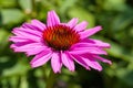 Flowers of Purples Echinacea in the Park. Echinacea flower against soft bokeh background. Soft selective focus. Royalty Free Stock Photo