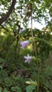 Flowers on Pyrinees, beautiful Royalty Free Stock Photo