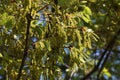 Flowers of Quercus serreta Royalty Free Stock Photo