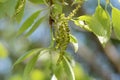 Flowers of Quercus serreta Royalty Free Stock Photo