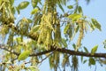 Flowers of Quercus serreta Royalty Free Stock Photo