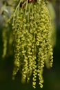 Flowers of Quercus serreta Royalty Free Stock Photo