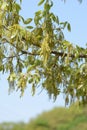 Flowers of Quercus serreta Royalty Free Stock Photo
